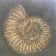 Ammonit Fosil Sarmal Stencil Şablon Ammonit Fosil Sarmal Stencil Şablon