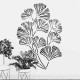 Ginkgo Biloba Stencil Boyama Şablonu Ginkgo Biloba Stencil Boyama Şablonu